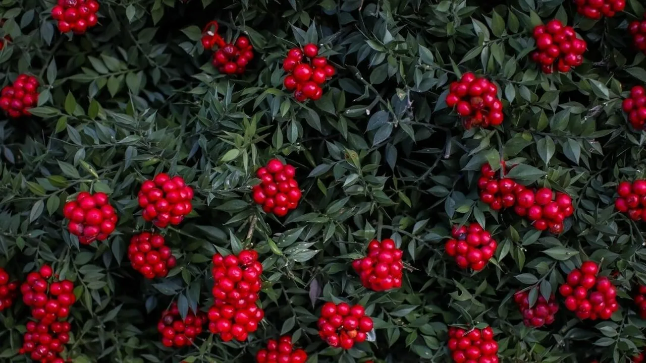 Kokina suya konur mu, nasıl bakılır? Kokina çiçeği bakım rehberi