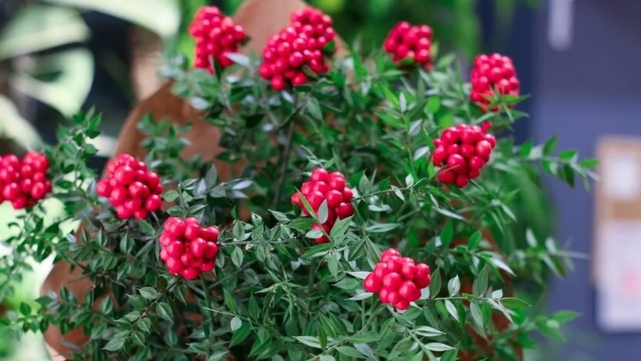 Kokina suya konur mu, nasıl bakılır? Kokina çiçeği bakım rehberi
