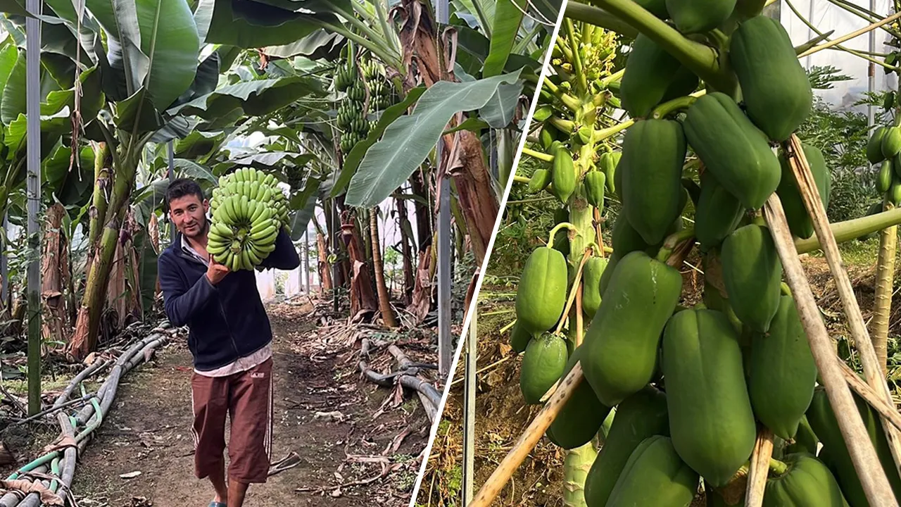 Muzu avokadoyu da geçti! Antalya'da üretiliyor, dünyadan talep yapıyor