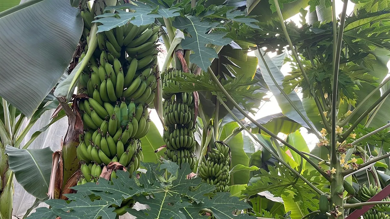 Muzu avokadoyu da geçti! Antalya'da üretiliyor, dünyadan talep yapıyor