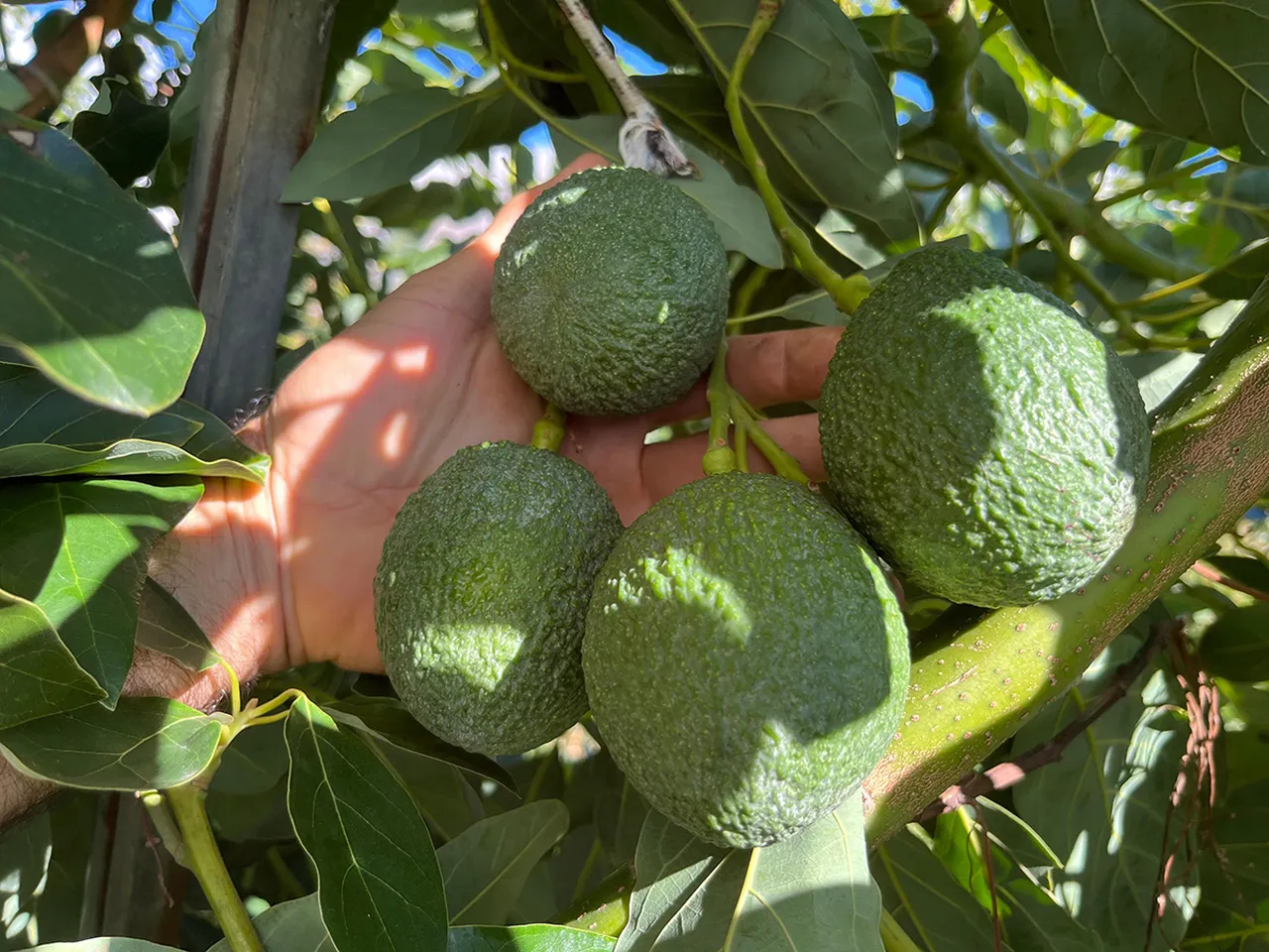 Muzu avokadoyu da geçti! Antalya'da üretiliyor, dünyadan talep yapıyor