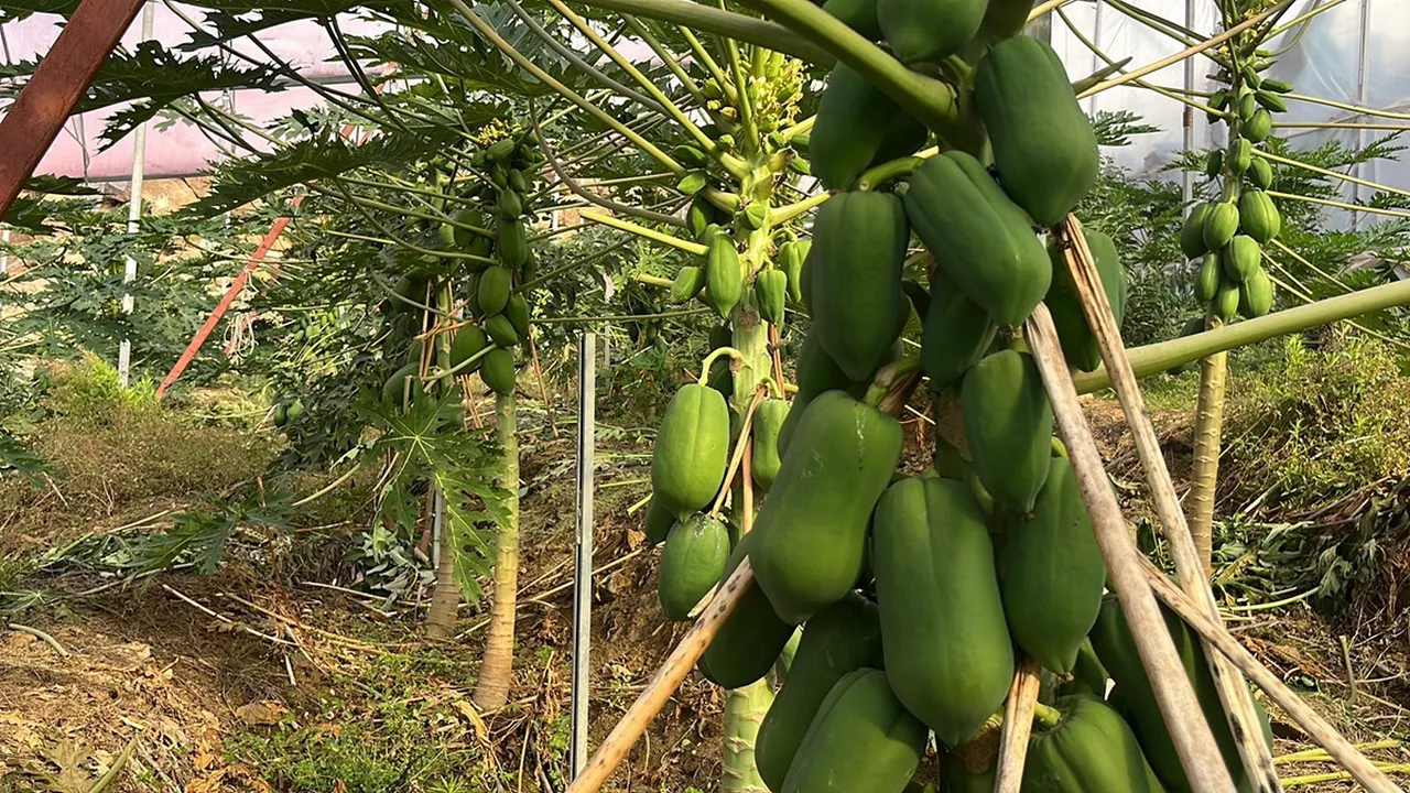 Muzu avokadoyu da geçti! Antalya'da üretiliyor, dünyadan talep yapıyor