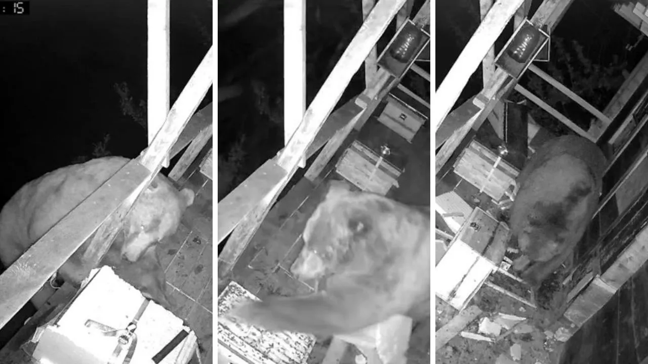 Trabzon'da ilginç görüntü! Aç ayı balkona tırmanıp bal yedi