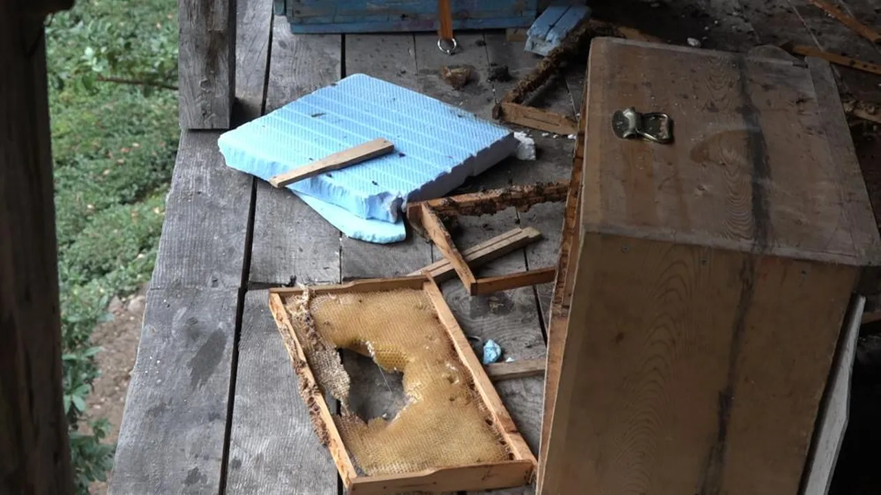 Trabzon'da ilginç görüntü! Aç ayı balkona tırmanıp bal yedi