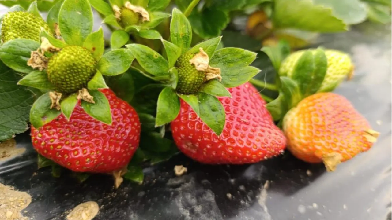 Üretimi 4 mevsim devam ediyor! 200 liradan satılan çilek kapış kapış gidiyor