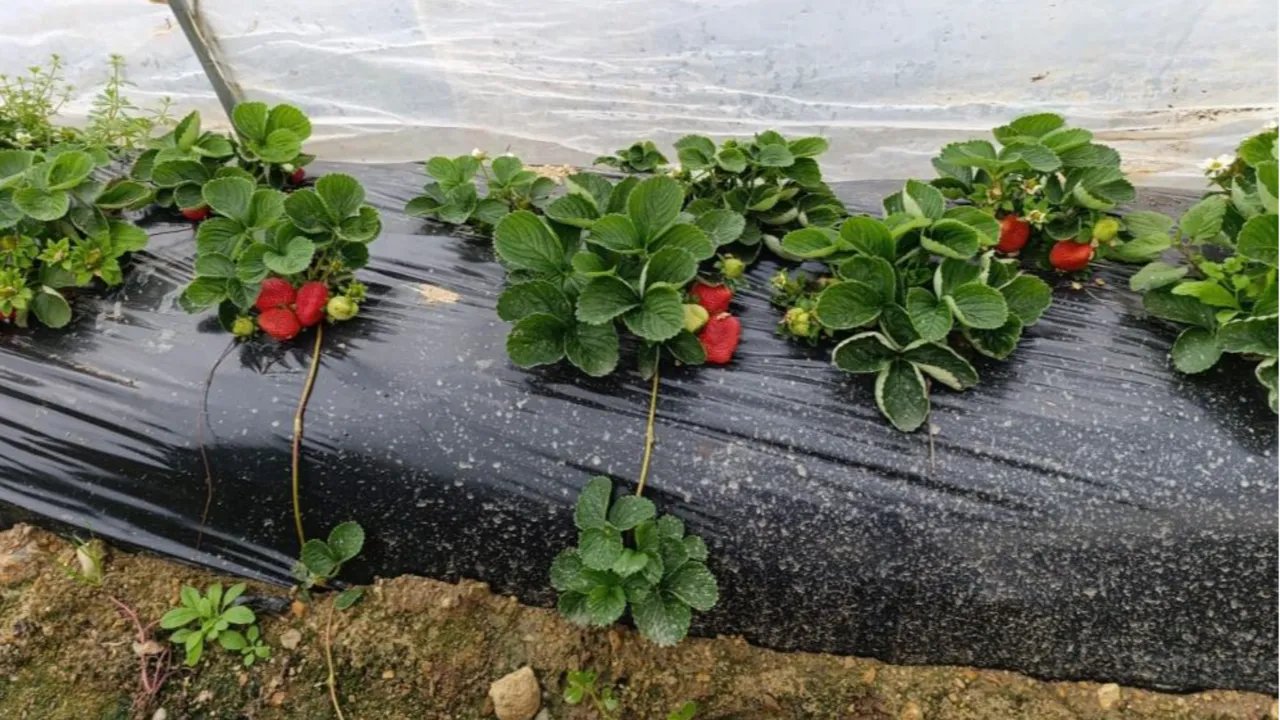 Üretimi 4 mevsim devam ediyor! 200 liradan satılan çilek kapış kapış gidiyor