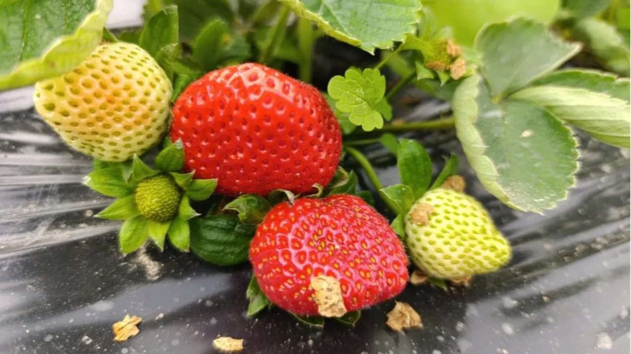 Üretimi 4 mevsim devam ediyor! 200 liradan satılan çilek kapış kapış gidiyor