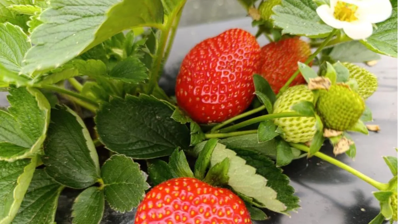 Üretimi 4 mevsim devam ediyor! 200 liradan satılan çilek kapış kapış gidiyor