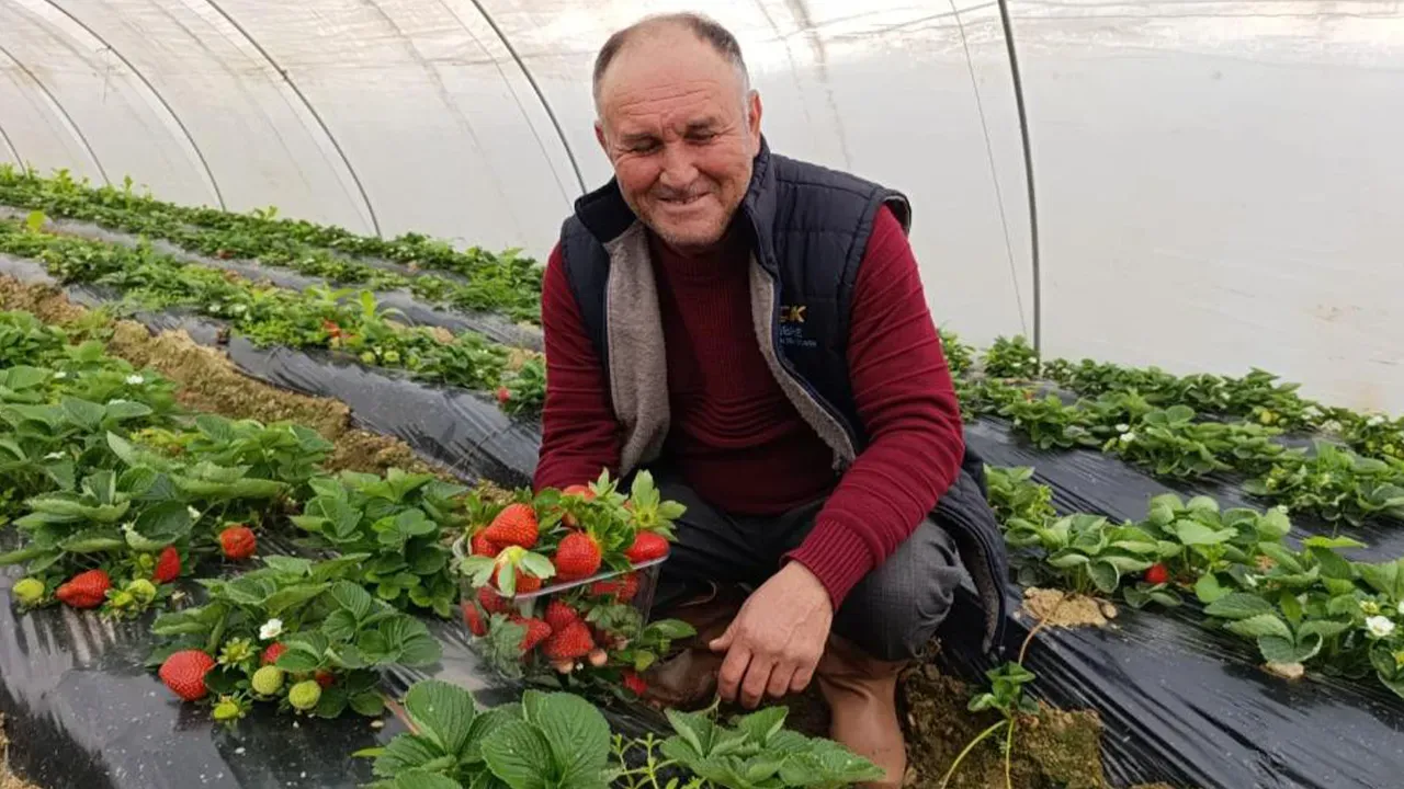 Üretimi 4 mevsim devam ediyor! 200 liradan satılan çilek kapış kapış gidiyor