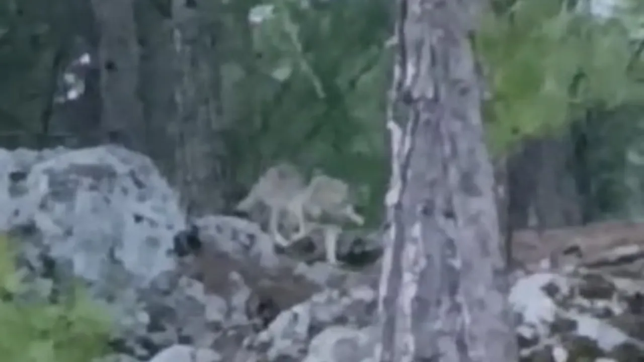 Alanya'da aç kalan kurtlar köye indi! O anlar kamerada