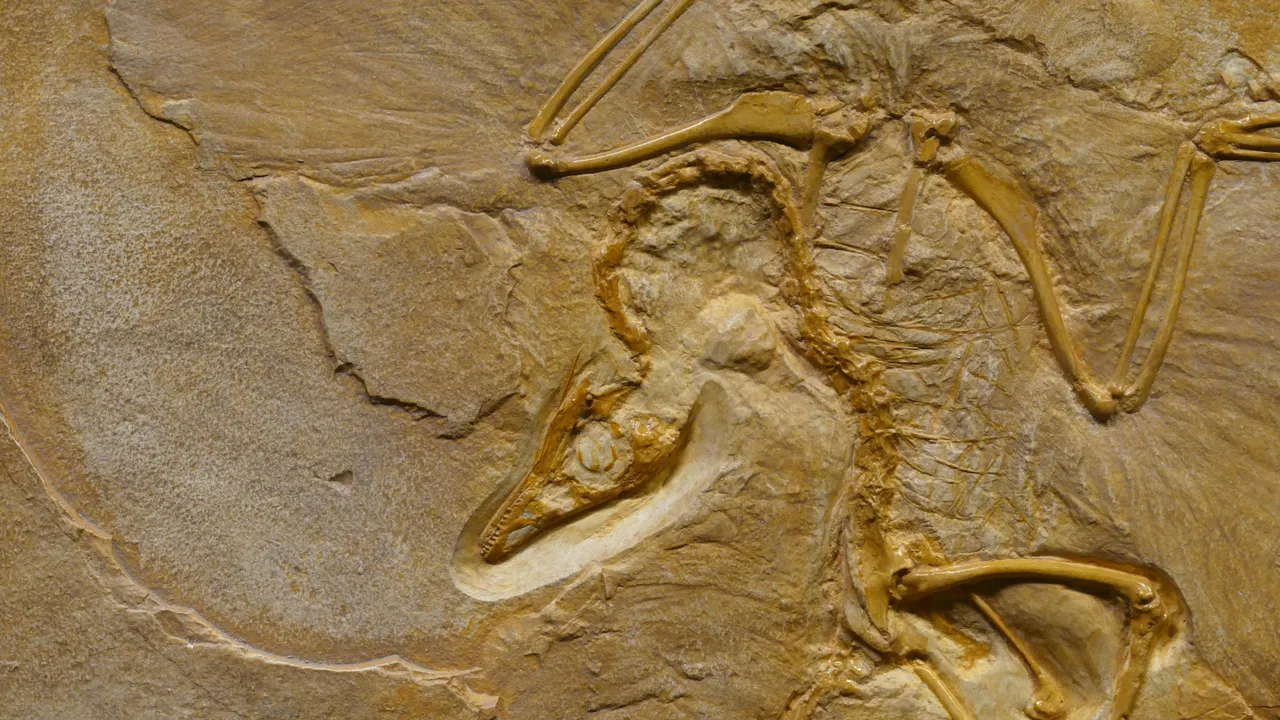  Dinozor Otoyolu  keşfedildi! 16 bini aşkın ayak izi ortaya çıktı