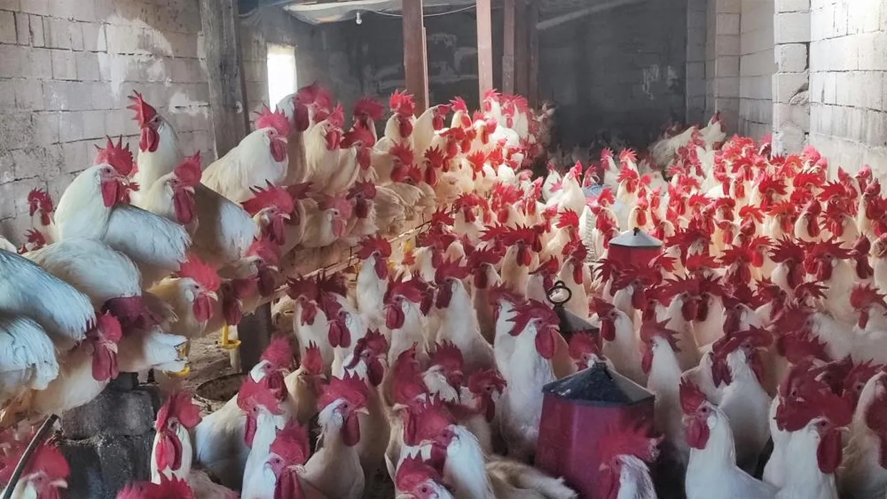 Hobiydi işi oldu! Maliyeti 250 bin TL, tanesini 500 liradan satıyor...