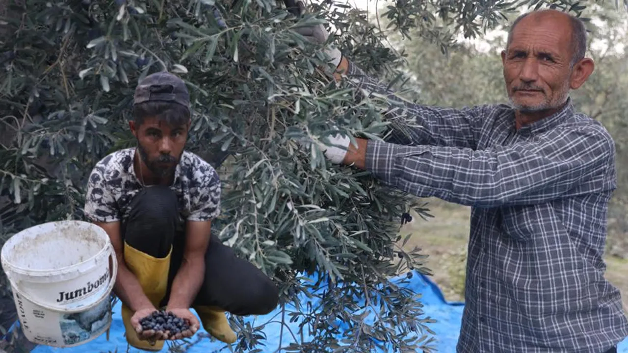 Kuraklık en çok onları vurdu! Dallarda küçülen zeytinlerin yağı azaldı