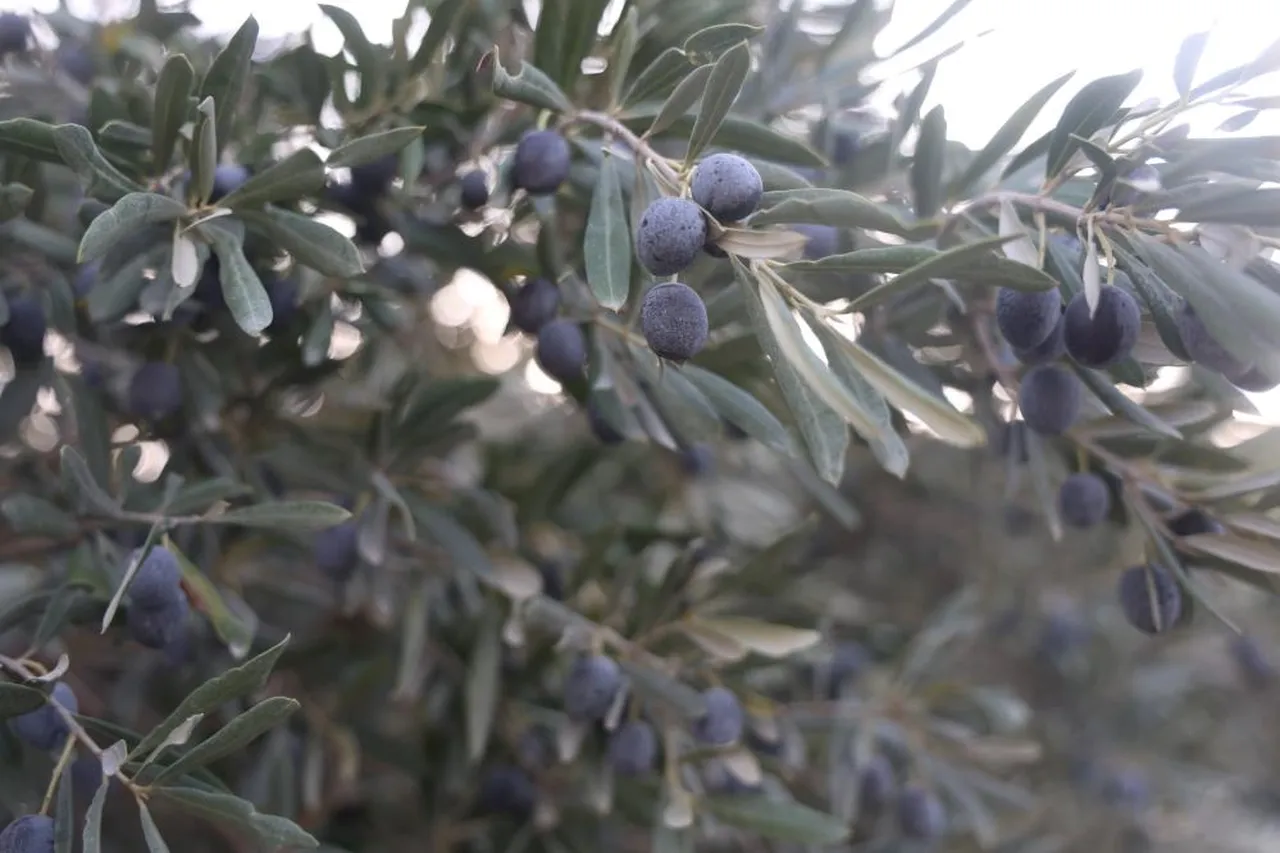 Zeytinlerin boyu ufaldı