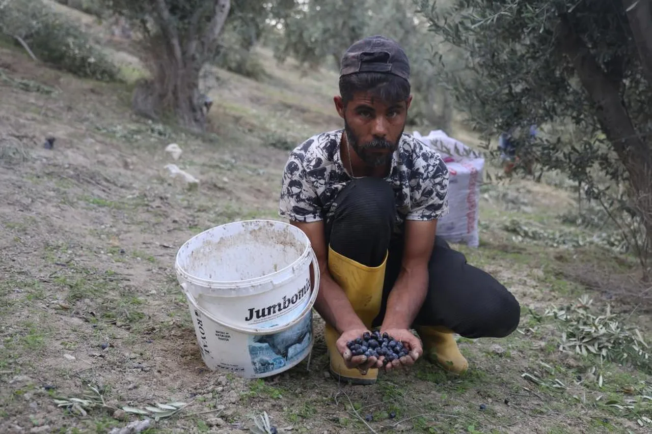 Kuraklık en çok onları vurdu! Dallarda küçülen zeytinlerin yağı azaldı