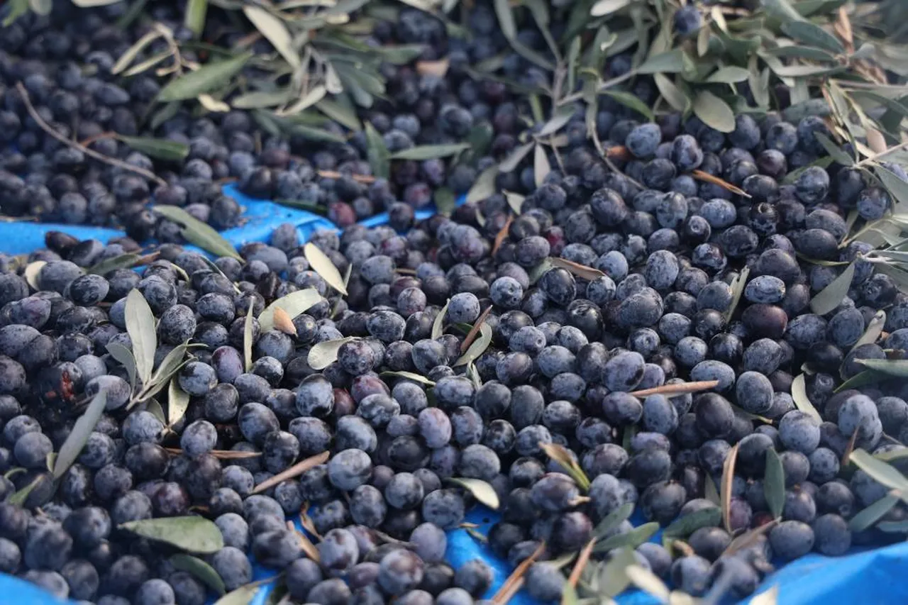 Kuraklık en çok onları vurdu! Dallarda küçülen zeytinlerin yağı azaldı