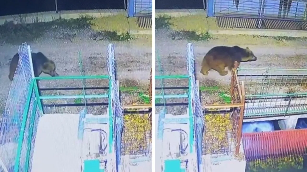 Mevsim normalleri değişti! Ayılar kış uykusuna yatamadı