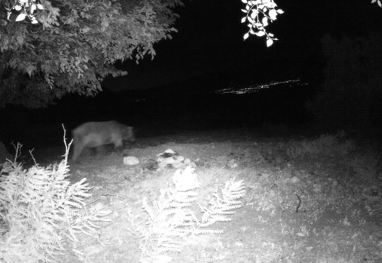 Mevsim normalleri değişti! Ayılar kış uykusuna yatamadı