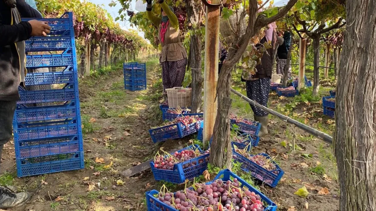 Üzüm hasadı devam ediyor: Kilosu 50 lira!