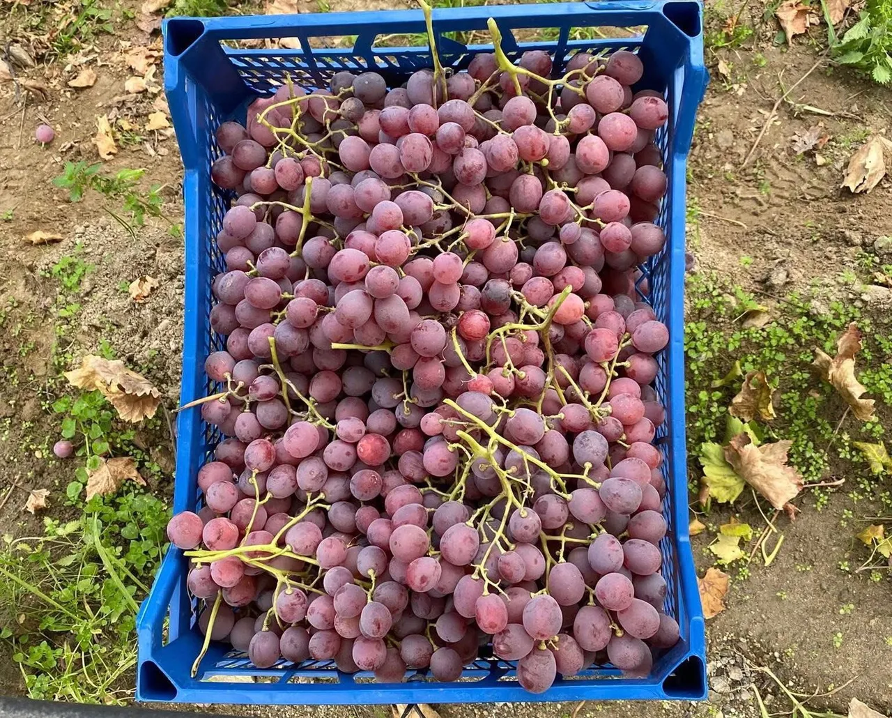 Üzüm hasadı devam ediyor: Kilosu 50 lira!