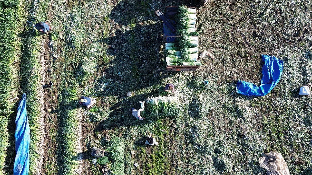 Bafra'da pırasa hasadına başlandı! 28 bin ton rekolte bekleniyor