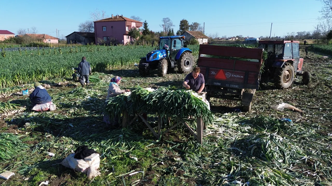 Bafrada pırasa hasadına başlandı! 28 bin ton rekolte bekleniyor