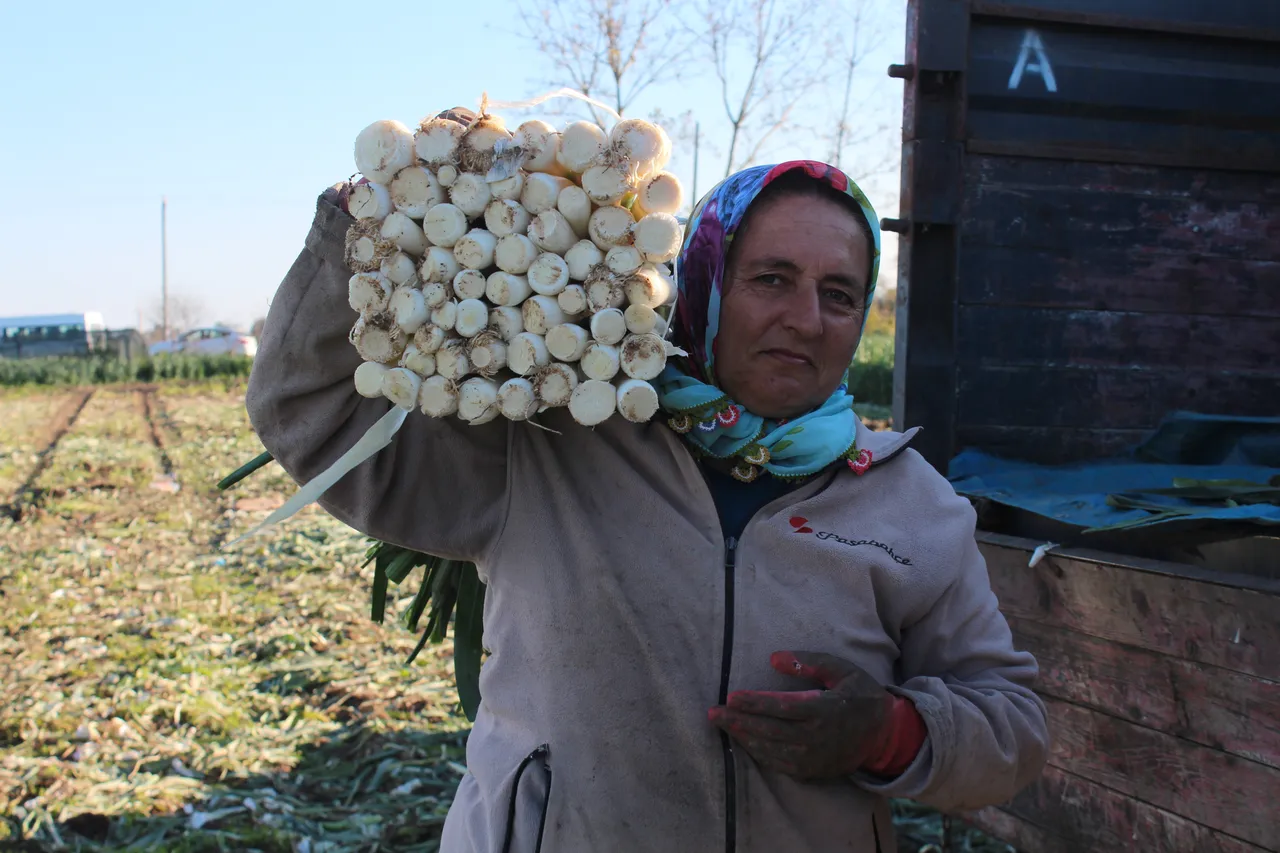 Bafrada pırasa hasadına başlandı! 28 bin ton rekolte bekleniyor