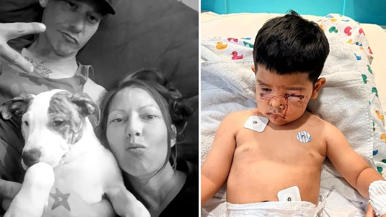 İki ülkede pitbull dehşeti! Köpekler tüm dünyanın meselesi...