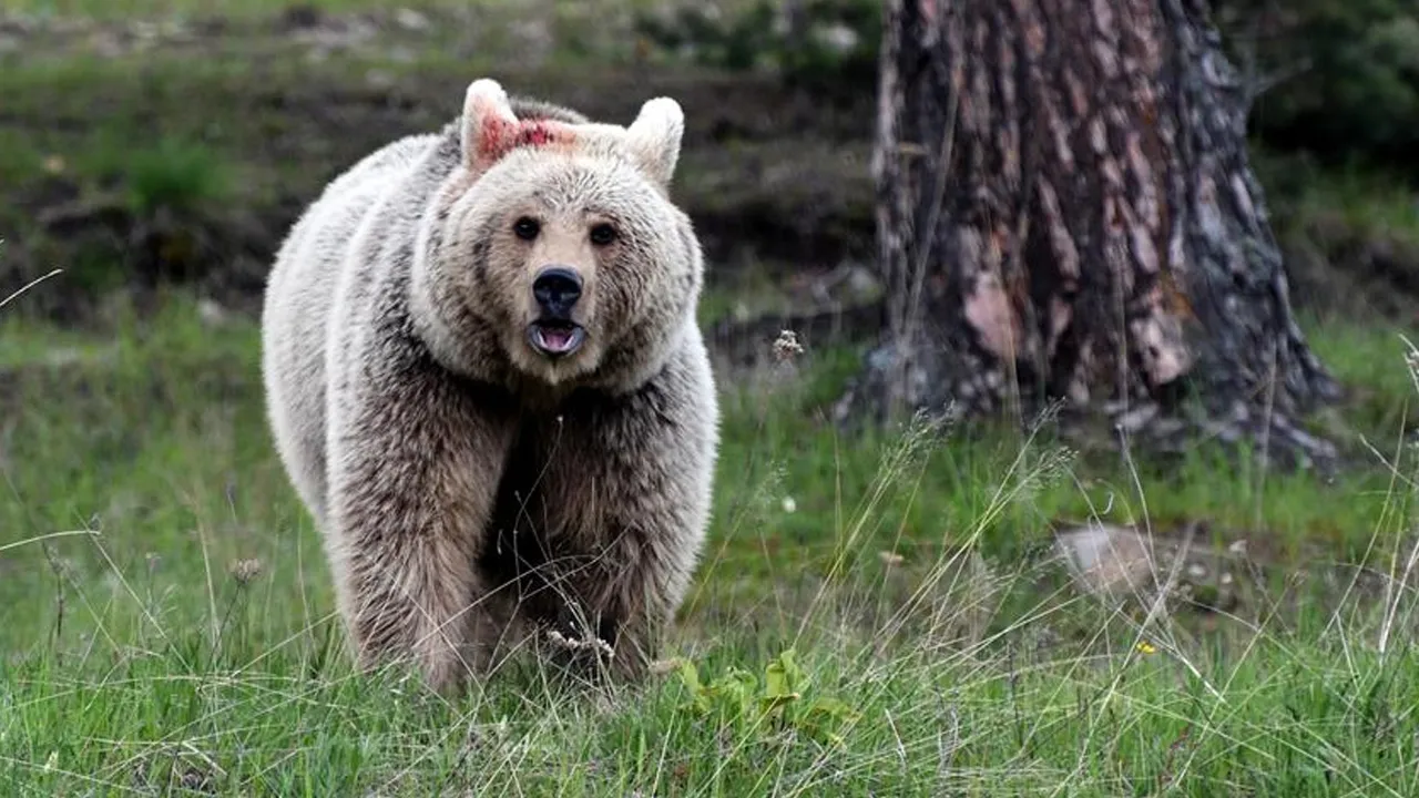 Japonya alarmda! Ayı saldırıları bir yılda zirveye çıktı