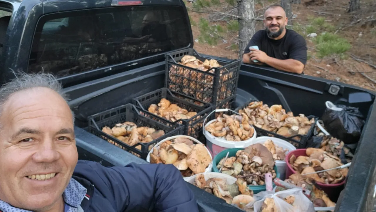 2 saatte bir kamyonet dolusu cintar topladılar 