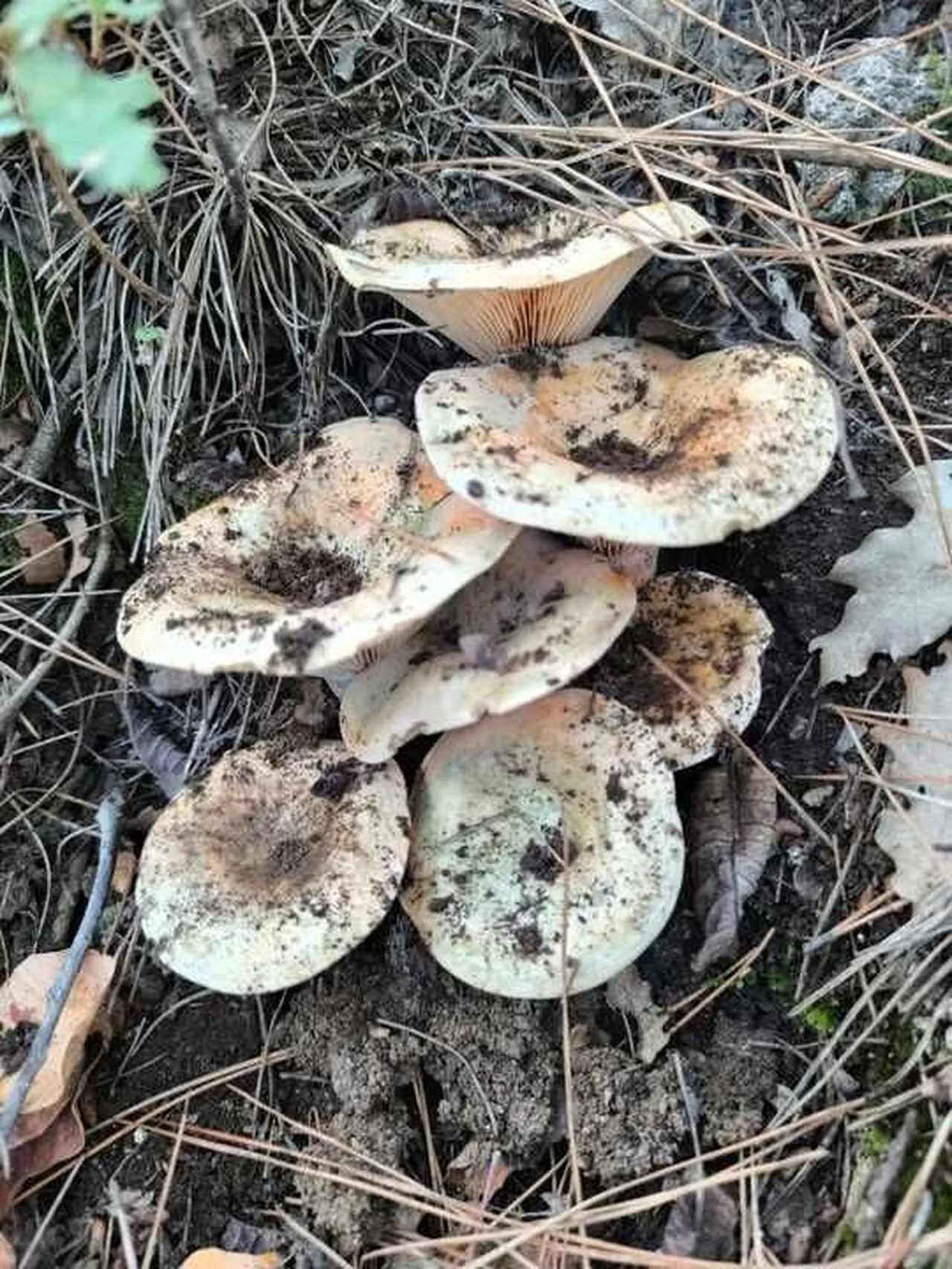 Yağmurlar sonrası bollaştı! 2 saatte bir kamyonet dolusu cintar topladılar