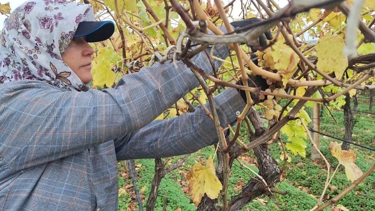 Bağdan ev ekonomisine katkı!