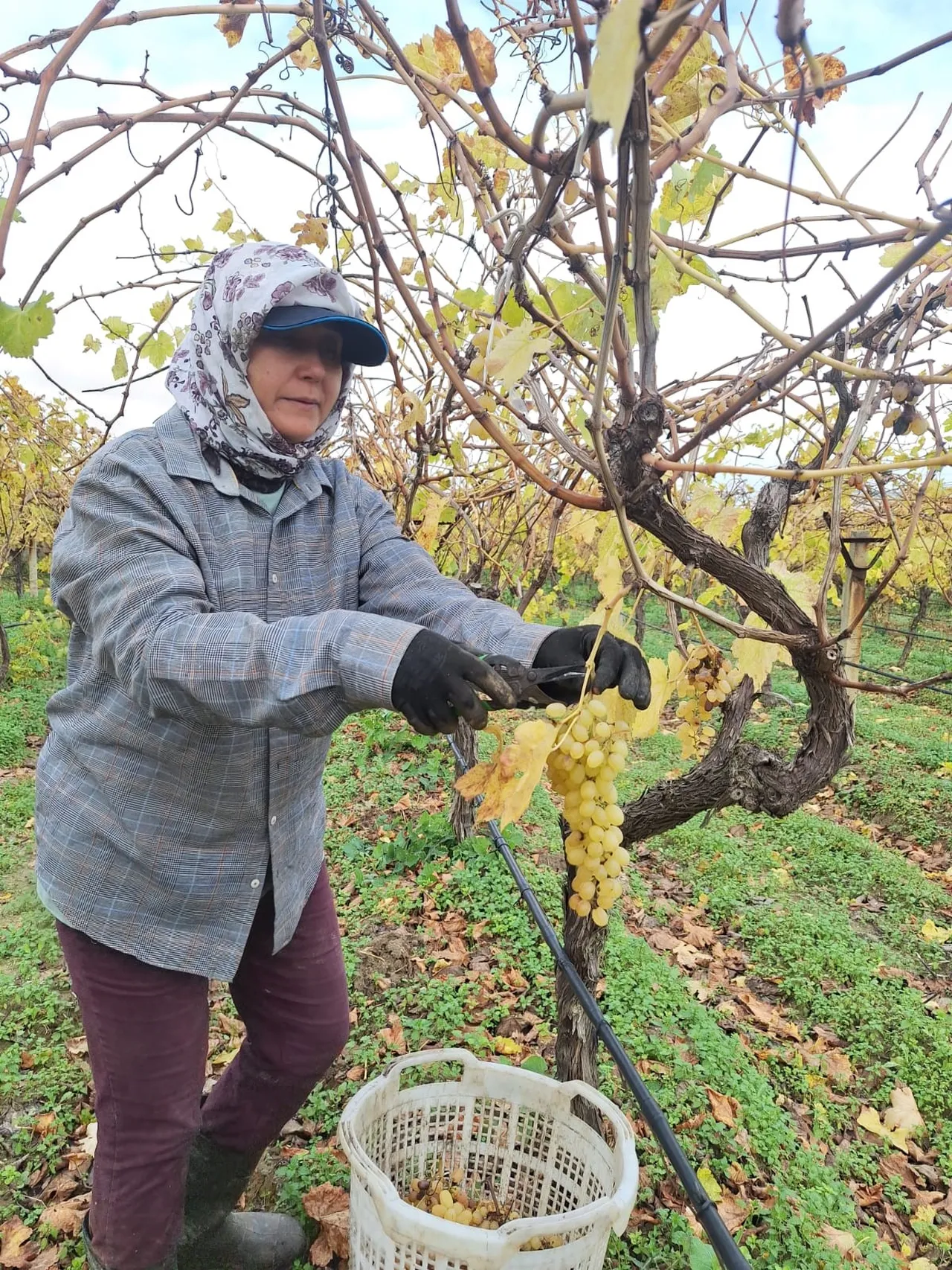 Bağdan ev ekonomisine katkı!