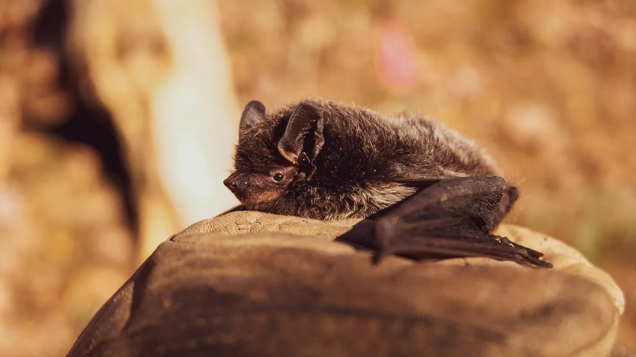 Koronavirüs pandemisinin altıncı yılı: Milyonlarca ölü, trilyonlarca dolar kayıp