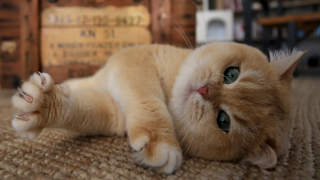 İki kat fazla miyavlıyorlar! Kediler derdini erkeklere daha zor anlatıyor