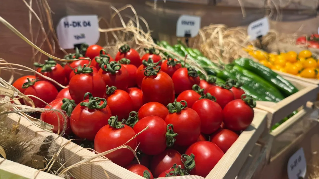 Tohum ihracatında artış! İhracat bu sene 35 milyon dolar