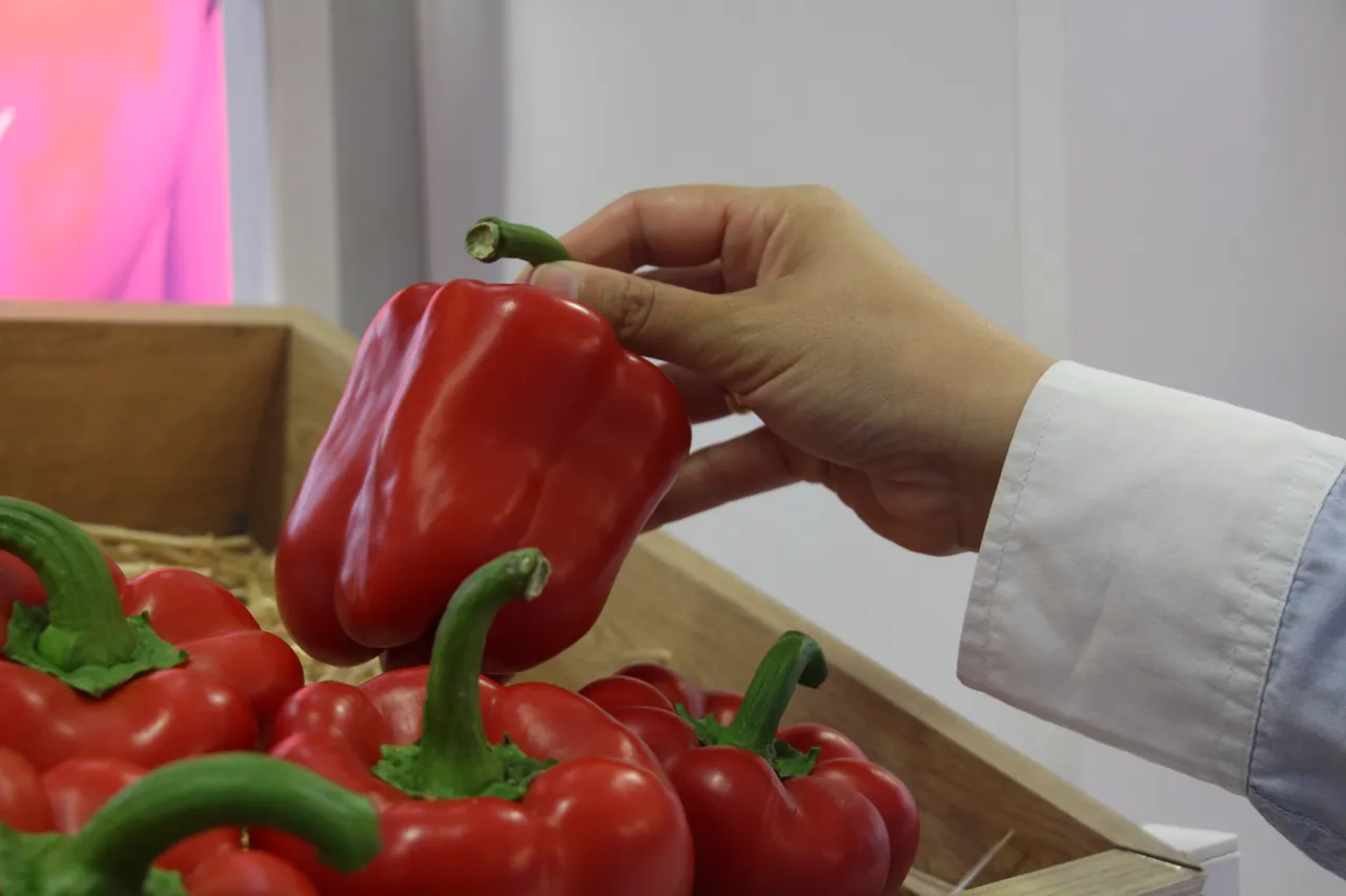 Tohum ihracatında artış! İhracat bu sene 35 milyon dolar