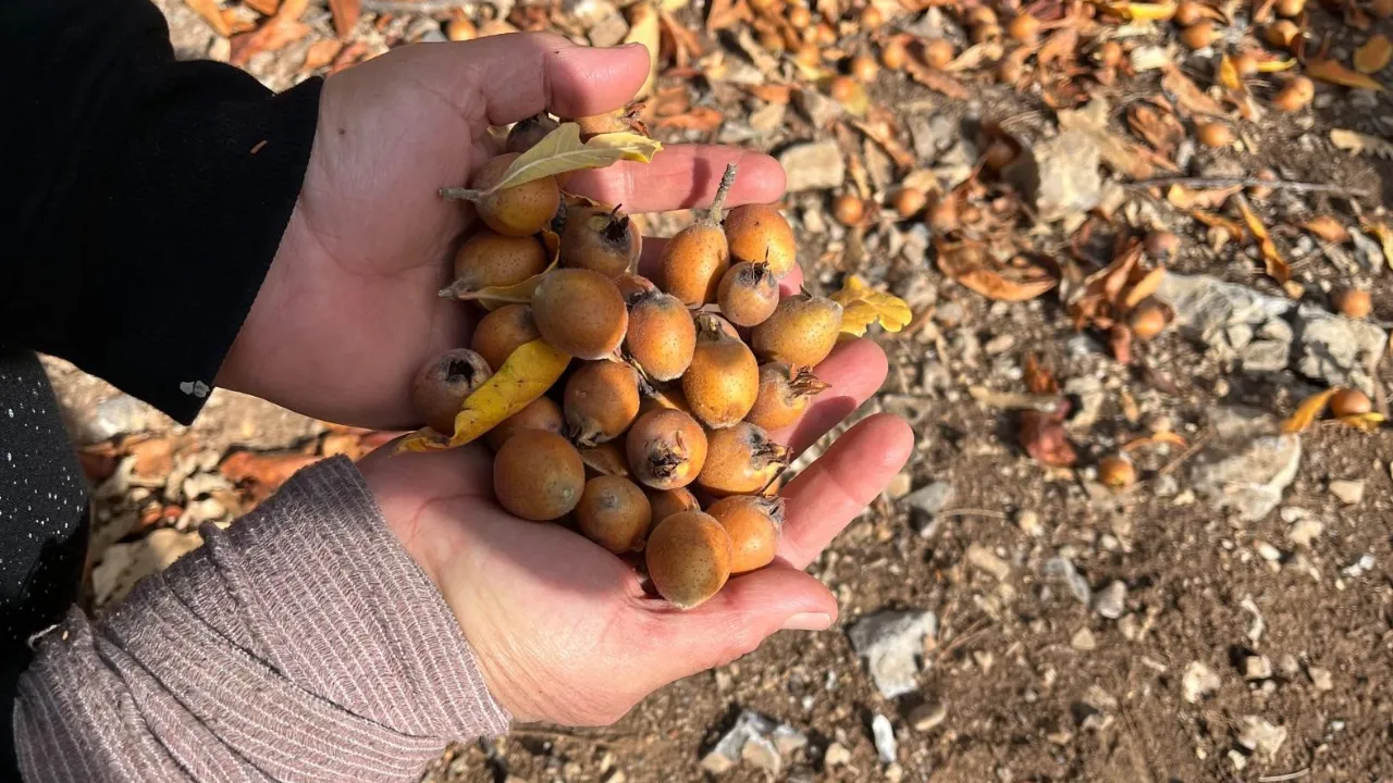 Toros Dağları’ndan pazara! Kilosu 150 lira