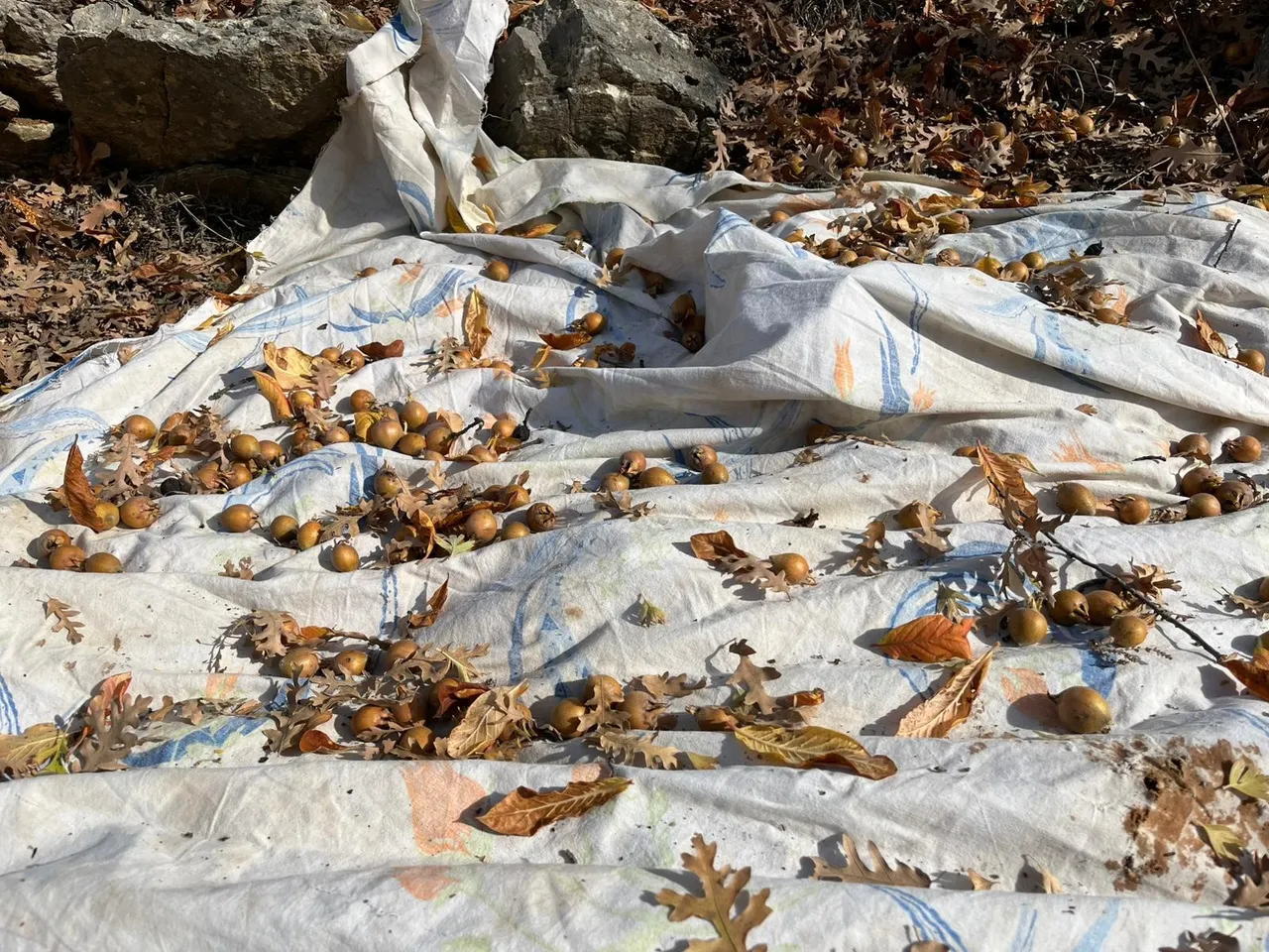 Toros Dağları’ndan pazara! Kilosu 150 lira