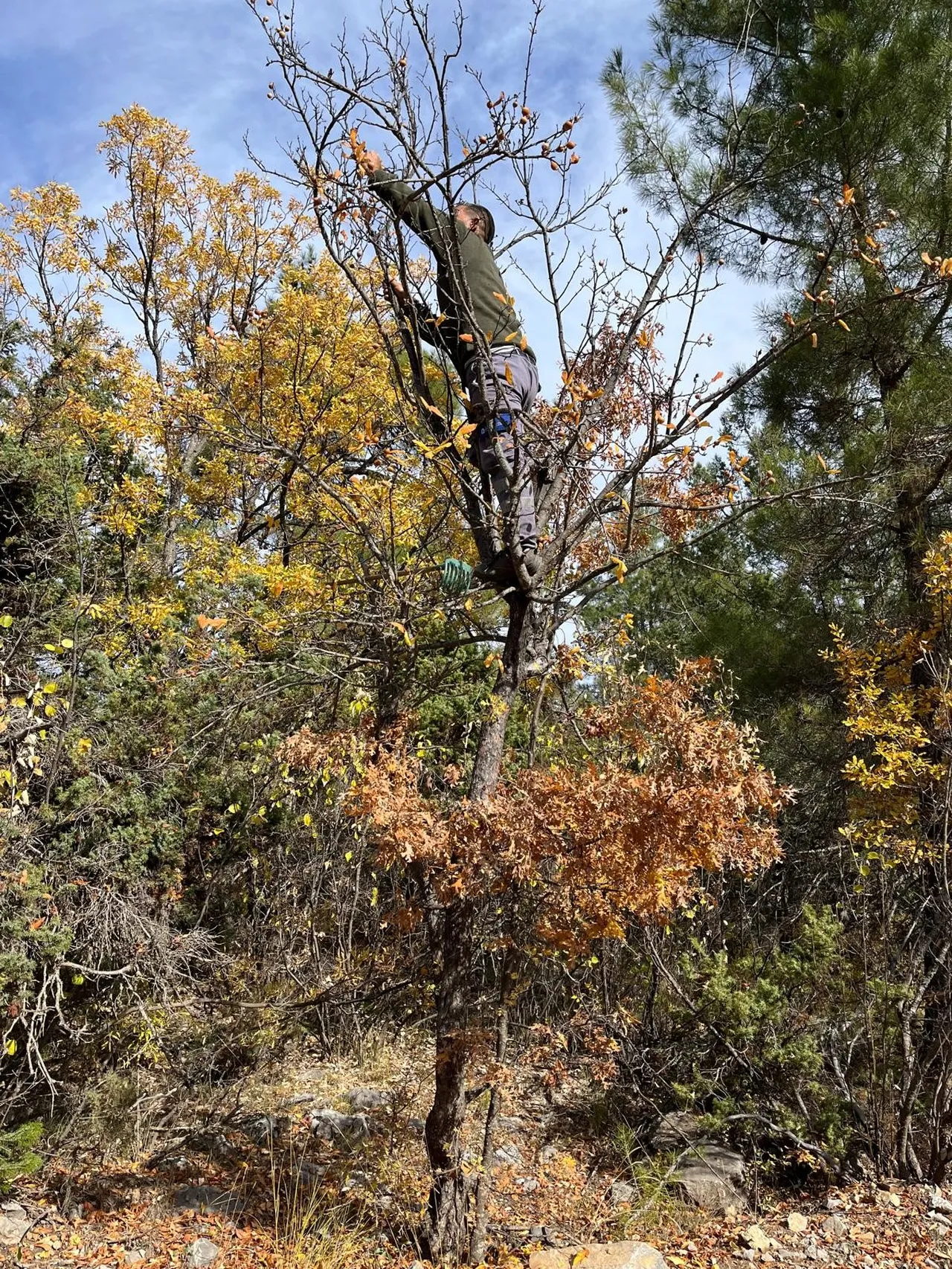 Toros Dağları’ndan pazara! Kilosu 150 lira