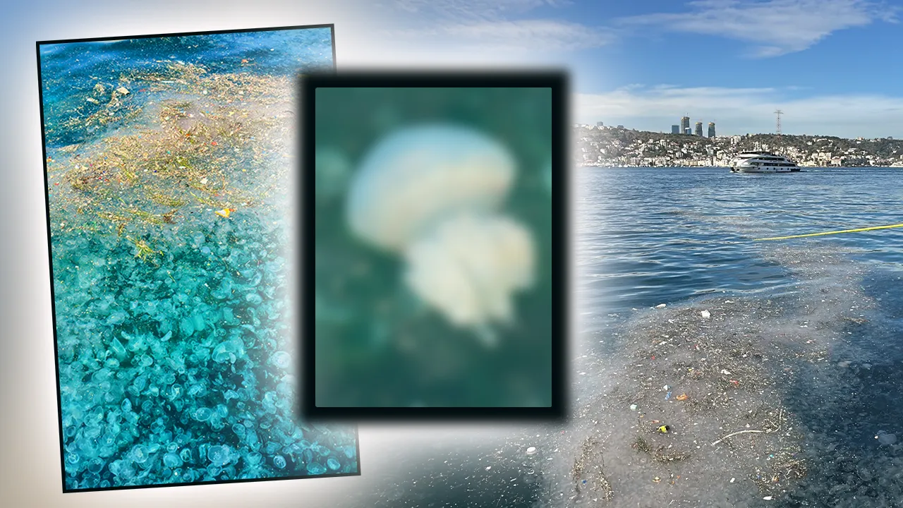 Üsküdar’da korkutan görüntü! Denizanaları sahili kapladı, binlerce var