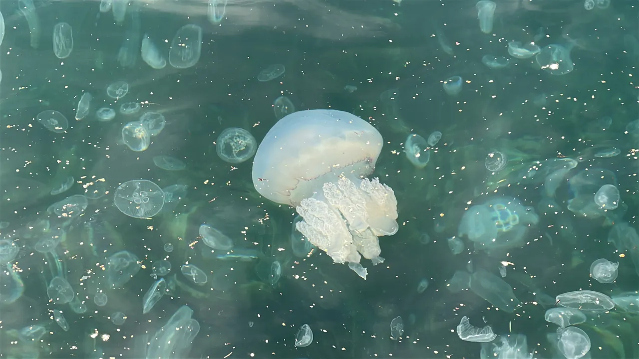 Üsküdar Kuleli sahilini denizanaları bastı