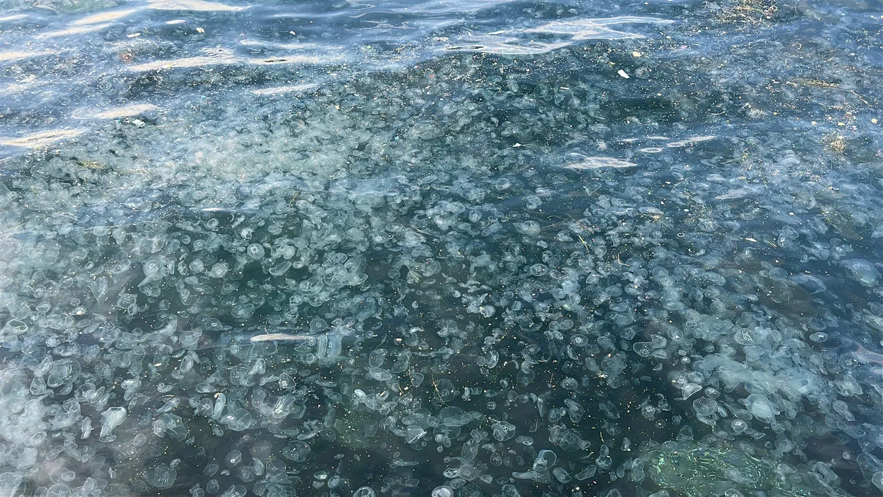 Binlerce denizanası kıyıya vurdu, deniz beyaza büründü