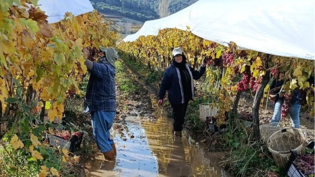Yağmura ve çamura aldırış yok! Kilosu 50 lira