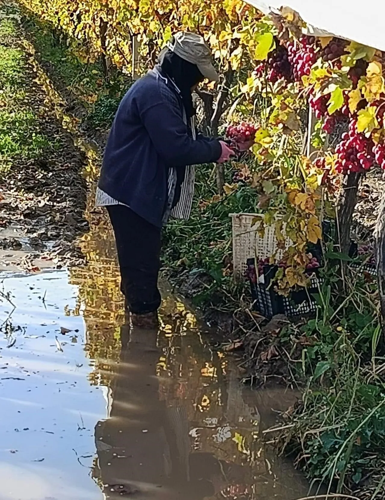 Yağmura ve çamura aldırış yok! Kilosu 50 lira