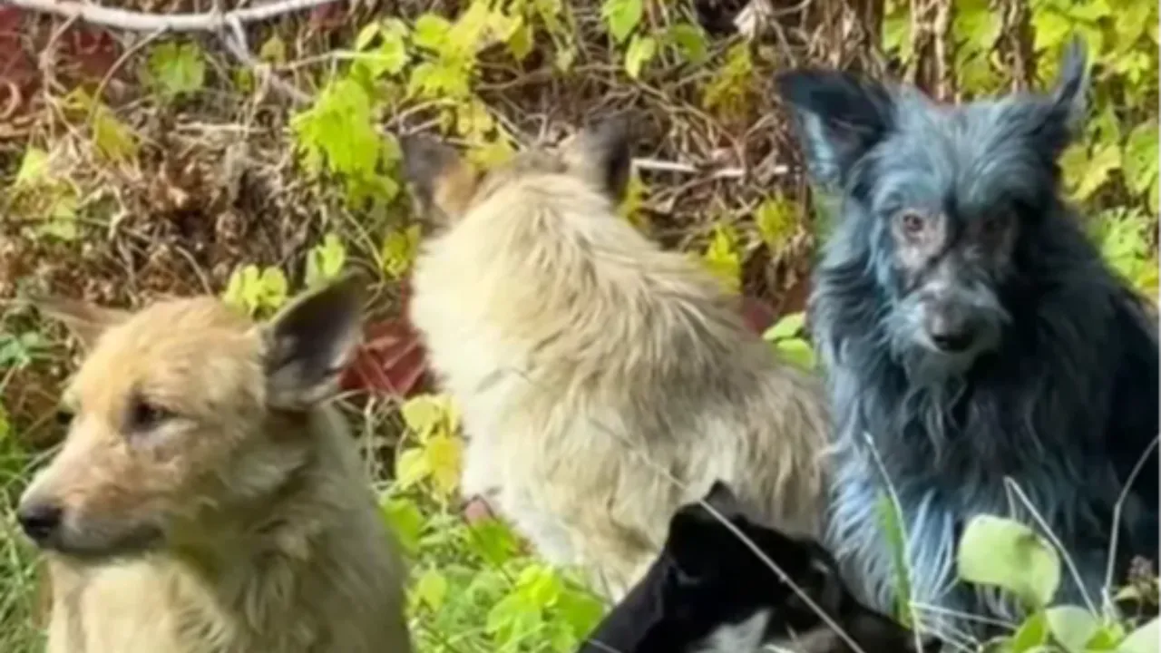 Çernobil'deki köpeklerin renginin maviye dönmesinin nedeni ortaya çıktı