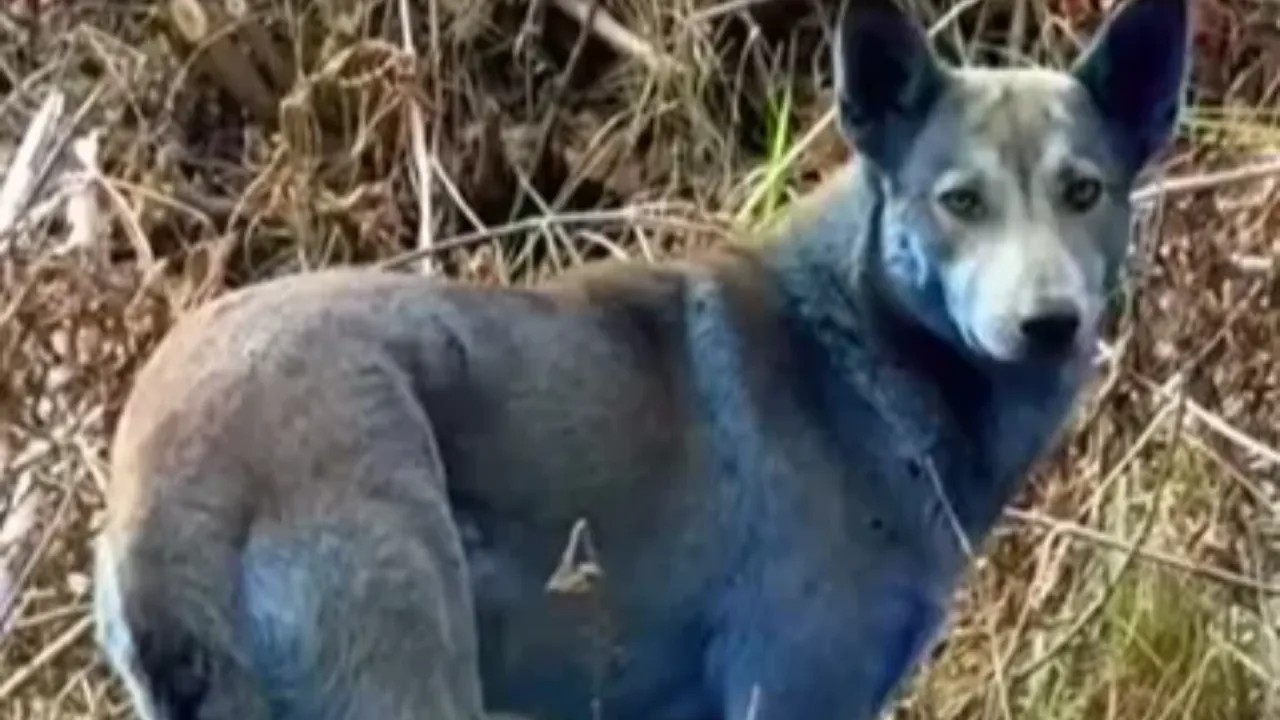 Çernobil'deki köpeklerin renginin maviye dönmesinin nedeni ortaya çıktı