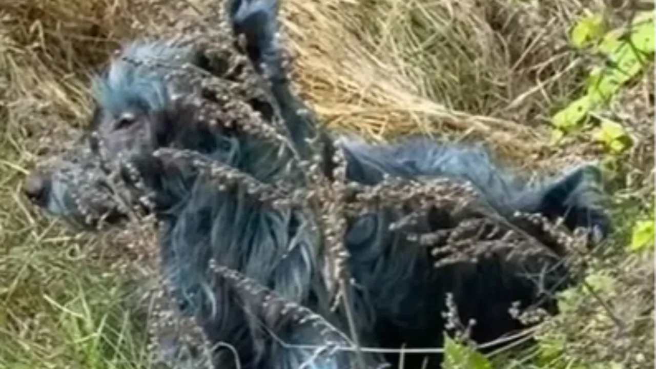 Çernobil'deki köpeklerin renginin maviye dönmesinin nedeni ortaya çıktı
