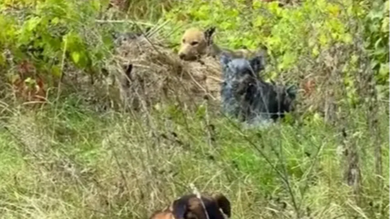 Çernobil'deki köpeklerin renginin maviye dönmesinin nedeni ortaya çıktı