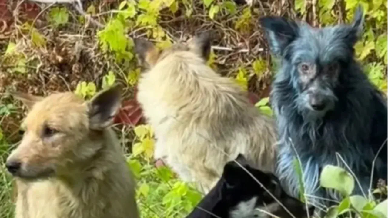 Çernobil'deki köpeklerin renginin maviye dönmesinin nedeni ortaya çıktı